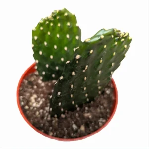 Opuntia Rubescens 'Road Kill Cactus' Succulent Live Plant 2 Inch Pot Indoor Outdoor - Image 3