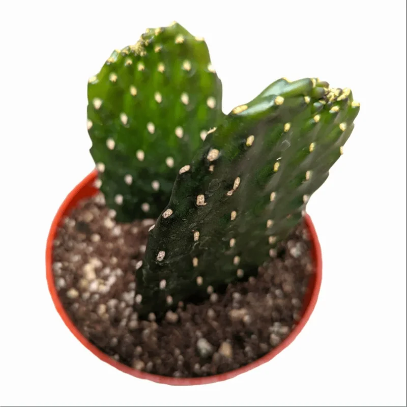 Opuntia Rubescens 'Road Kill Cactus' Succulent Live Plant 2 Inch Pot Indoor Outdoor - Image 3