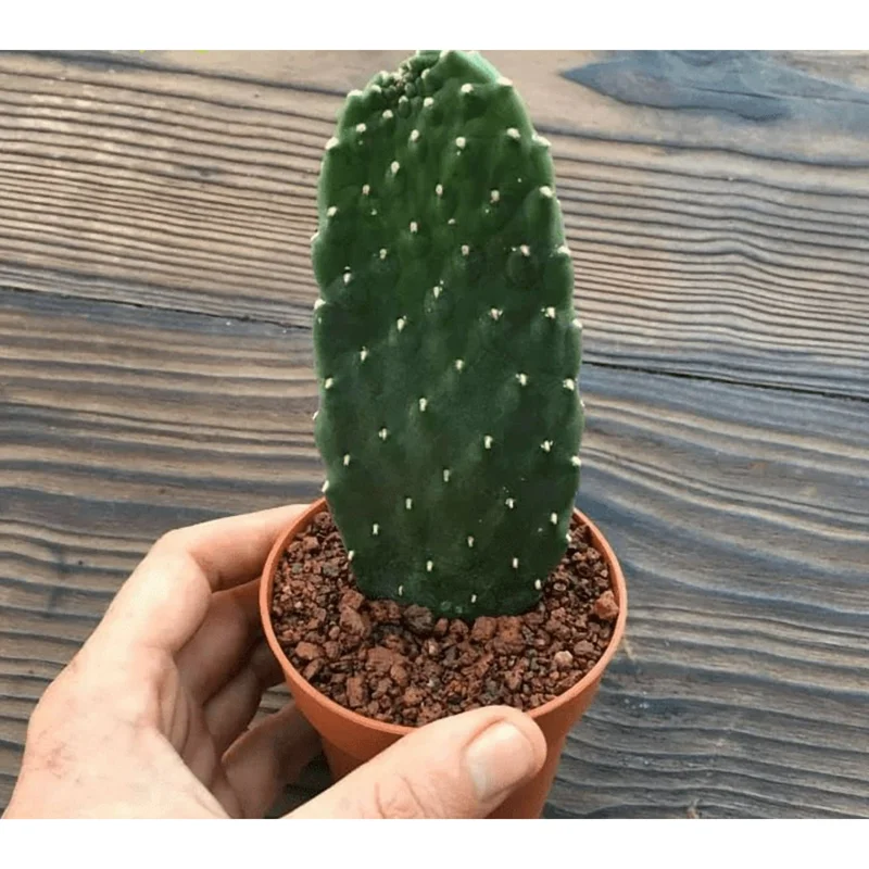 Opuntia Rubescens 'Road Kill Cactus' Succulent Live Plant 2 Inch Pot Indoor Outdoor - Image 4