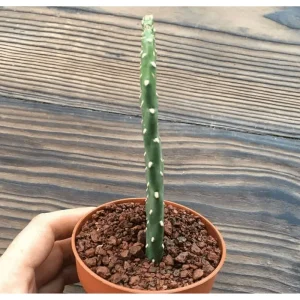 Opuntia Rubescens 'Road Kill Cactus' Succulent Live Plant 2 Inch Pot Indoor Outdoor - Image 5