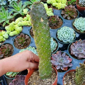 Opuntia Rubescens 'Road Kill Cactus' Succulent Live Plant 2 Inch Pot Indoor Outdoor - Image 6
