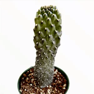 Opuntia Rubescens 'Road Kill Cactus' Succulent Live Plant 2 Inch Pot Indoor Outdoor - Image 1