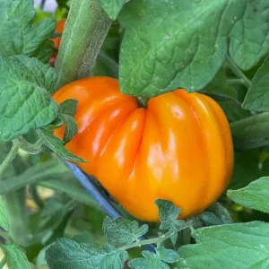 Orange Accordion Tomato Seeds - 25 Heirloom Tomato Seeds for Planting - Image 2