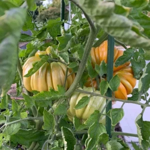 Orange Accordion Tomato Seeds - 25 Heirloom Tomato Seeds for Planting - Image 3