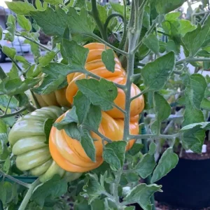 Orange Accordion Tomato Seeds - 25 Heirloom Tomato Seeds for Planting - Image 4