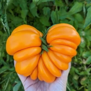 Orange Accordion Tomato Seeds - 25 Heirloom Tomato Seeds for Planting - Image 5