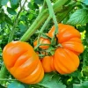 Orange Accordion Tomato Seeds - 25 Heirloom Tomato Seeds for Planting - Image 1