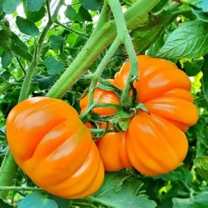 Orange Accordion Tomato Seeds - 25 Heirloom Tomato Seeds for Planting - Image 1