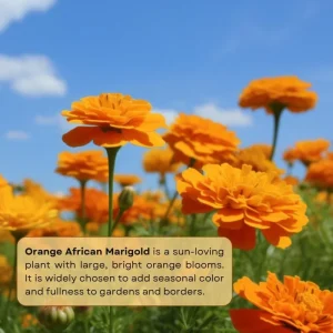 Orange African Marigold Live Plant – 5 to 7 Inches Tall – Bold Orange Flowers – Indoor/Outdoor - Image 2