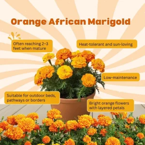 Orange African Marigold Live Plant – 5 to 7 Inches Tall – Bold Orange Flowers – Indoor/Outdoor - Image 3