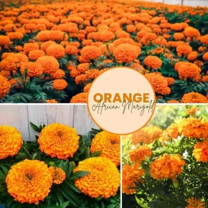 Orange African Marigold Live Plant – 5 to 7 Inches Tall – Bold Orange Flowers – Indoor/Outdoor - Image 4