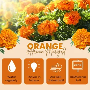 Orange African Marigold Live Plant – 5 to 7 Inches Tall – Bold Orange Flowers – Indoor/Outdoor - Image 5