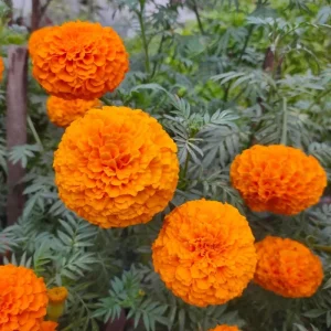 Orange African Marigold Live Plant – 5 to 7 Inches Tall – Bold Orange Flowers – Indoor/Outdoor - Image 6