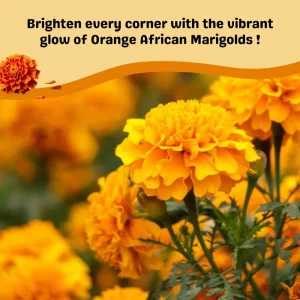 Orange African Marigold Live Plant – 5 to 7 Inches Tall – Bold Orange Flowers – Indoor/Outdoor - Image 7