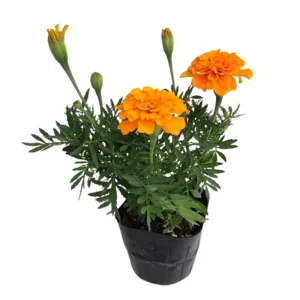 Orange African Marigold Live Plant – 5 to 7 Inches Tall – Bold Orange Flowers – Indoor/Outdoor - Image 1