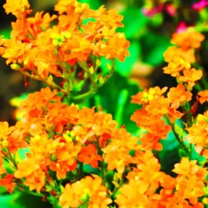 Orange Alyssum Seeds - Sweet Carpet Flower Seed - Perennial - Indoor/Outdoor - Image 2
