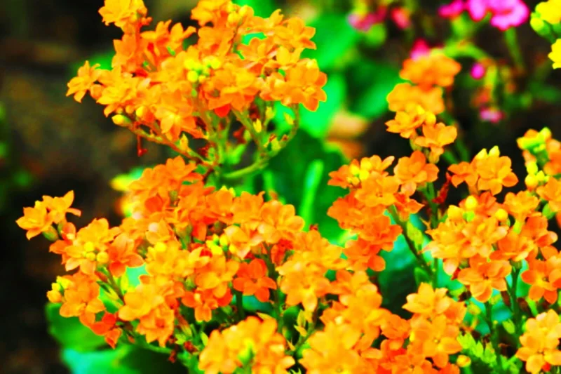 Orange Alyssum Seeds - Sweet Carpet Flower Seed - Perennial - Indoor/Outdoor - Image 2