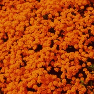 Orange Alyssum Seeds - Sweet Carpet Flower Seed - Perennial - Indoor/Outdoor - Image 3