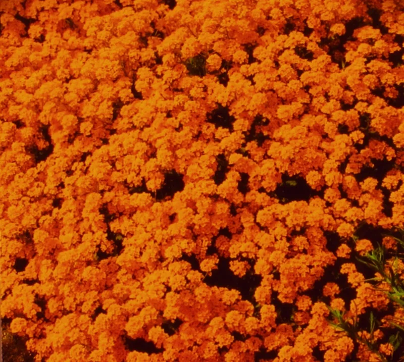 Orange Alyssum Seeds - Sweet Carpet Flower Seed - Perennial - Indoor/Outdoor - Image 3