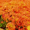 Orange Alyssum Seeds - Sweet Carpet Flower Seed - Perennial - Indoor/Outdoor - Image 1