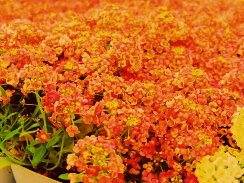 Orange Alyssum Seeds - Sweet Carpet Flower Seed - Perennial - Indoor/Outdoor - Image 1