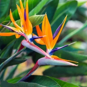 Orange Bird of Paradise Live Plant – Tropical Flowering – 4-6 Inch Tall – Indoor/Outdoor - Image 1