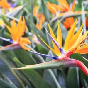 Orange Bird of Paradise Live Plant – Tropical Flowering – 4-6 Inch Tall – Indoor/Outdoor - Image 2