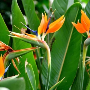 Orange Bird of Paradise Live Plant – Tropical Flowering – 4-6 Inch Tall – Indoor/Outdoor - Image 4