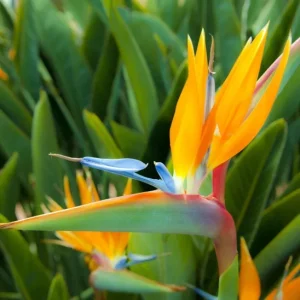 Orange Bird of Paradise Live Plant – Tropical Flowering – 4-6 Inch Tall – Indoor/Outdoor - Image 5