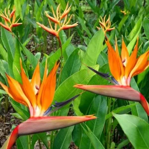 Orange Bird of Paradise Live Plant – Tropical Flowering – 4-6 Inch Tall – Indoor/Outdoor - Image 6