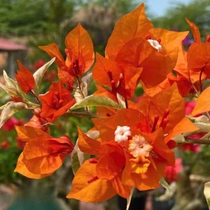 Orange Bougainvillea Live Plant Set – 5-7 Inch Tall Climbing Vine for Outdoor - Image 10