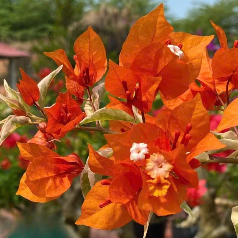 Orange Bougainvillea Live Plant Set – 5-7 Inch Tall Climbing Vine for Outdoor - Image 10