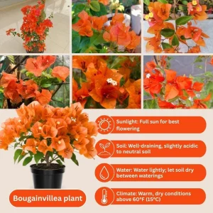 Orange Bougainvillea Live Plant Set – 5-7 Inch Tall Climbing Vine for Outdoor - Image 2