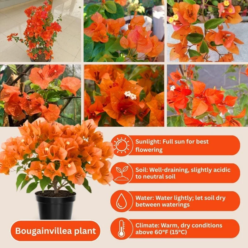 Orange Bougainvillea Live Plant Set – 5-7 Inch Tall Climbing Vine for Outdoor - Image 2
