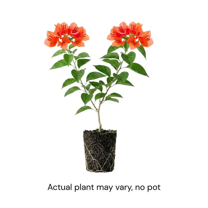 Orange Bougainvillea Live Plant Set – 5-7 Inch Tall Climbing Vine for Outdoor - Image 3
