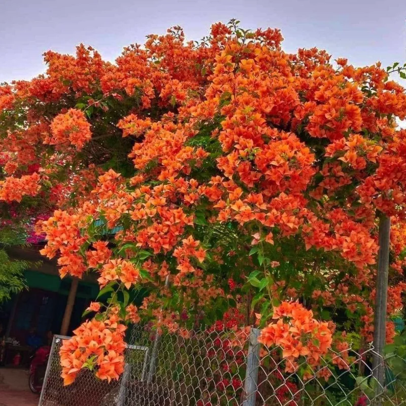 Orange Bougainvillea Live Plant Set – 5-7 Inch Tall Climbing Vine for Outdoor - Image 4