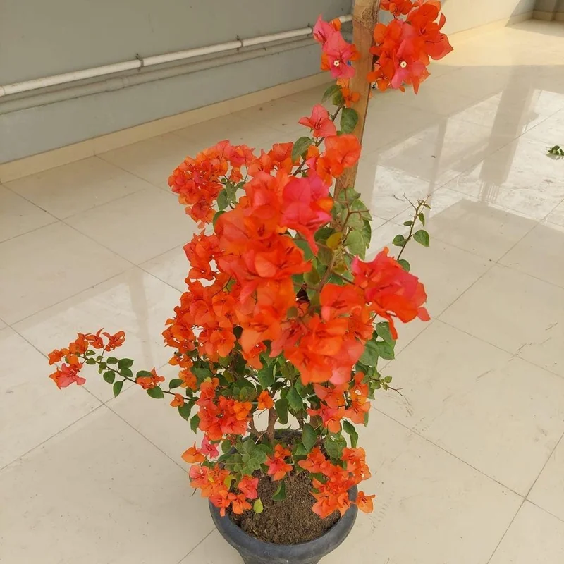 Orange Bougainvillea Live Plant Set – 5-7 Inch Tall Climbing Vine for Outdoor - Image 5