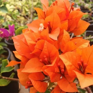 Orange Bougainvillea Live Plant Set – 5-7 Inch Tall Climbing Vine for Outdoor - Image 6