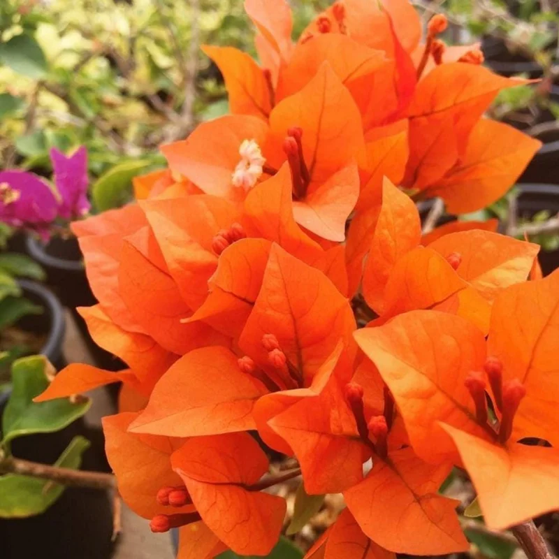 Orange Bougainvillea Live Plant Set – 5-7 Inch Tall Climbing Vine for Outdoor - Image 6