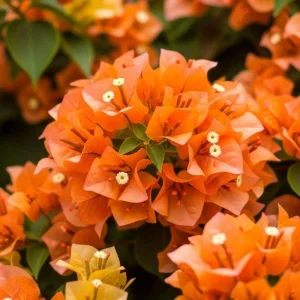 Orange Bougainvillea Live Plant Set – 5-7 Inch Tall Climbing Vine for Outdoor - Image 7