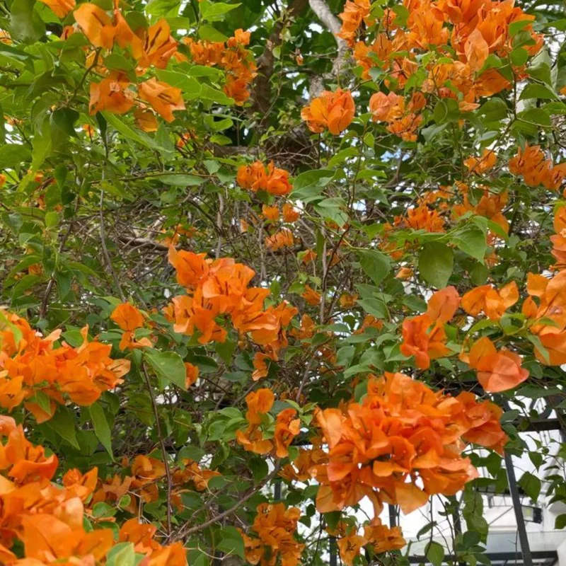Orange Bougainvillea Live Plant Set – 5-7 Inch Tall Climbing Vine for Outdoor - Image 8