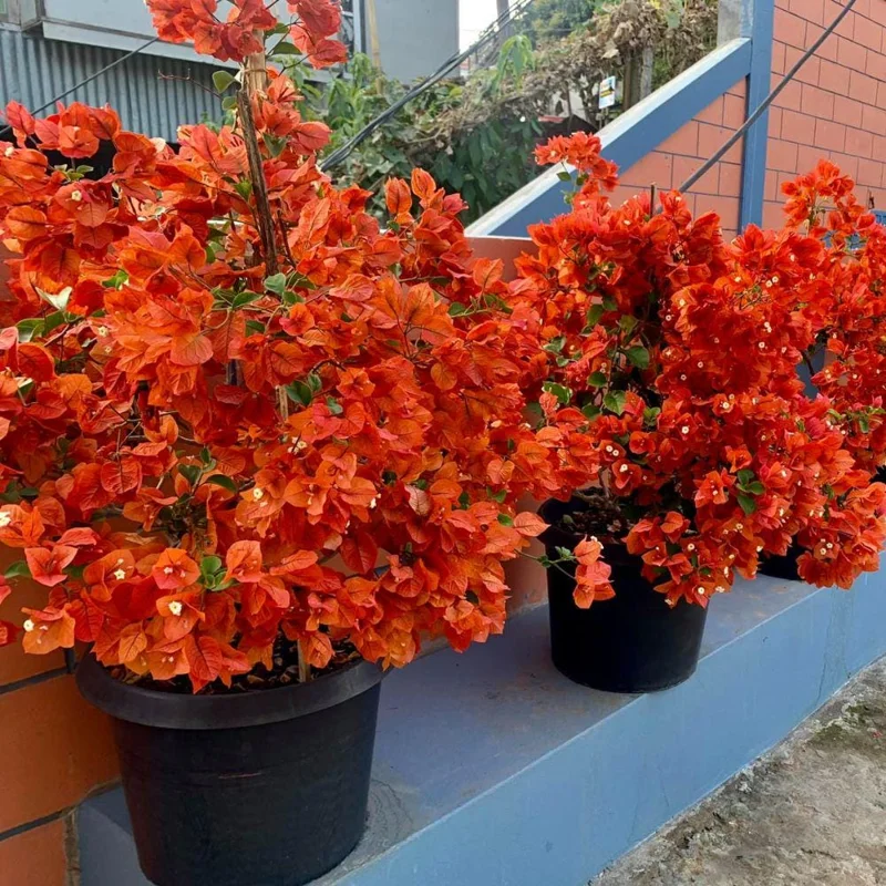 Orange Bougainvillea Live Plant Set – 5-7 Inch Tall Climbing Vine for Outdoor - Image 9