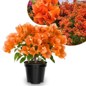 Orange Bougainvillea Live Plant Set – 5-7 Inch Tall Climbing Vine for Outdoor - Image 1
