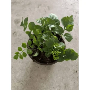 Orange Cape Honeysuckle Live Plant – Tecoma Capensis Tree – 4