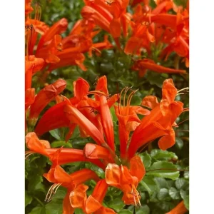 Orange Cape Honeysuckle Live Plant – Tecoma Capensis Tree – 4