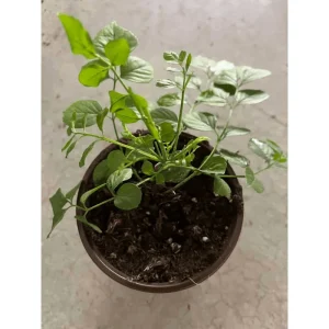 Orange Cape Honeysuckle Live Plant – Tecoma Capensis Tree – 4