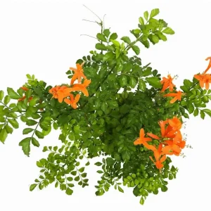 Orange Cape Honeysuckle Live Plant – Tecoma Capensis Tree – 4