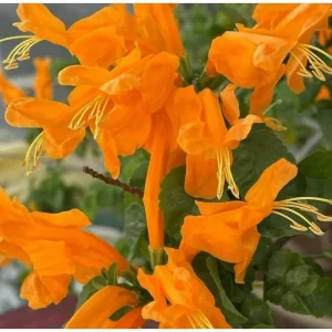 Orange Cape Honeysuckle Live Plant – Tecoma Capensis Tree – 4