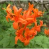 Orange Cape Honeysuckle Live Plant – Tecoma Capensis Tree – 4" Pot – Outdoor - Image 1