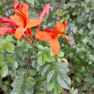 Orange Cape Honeysuckle Live Plant – Vibrant Blooms – Hardy Shrub – Tecoma capensis - Image 10